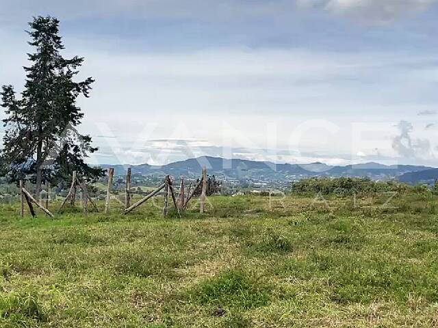 #VLT551 - Lote para Venta en Rionegro - ANT